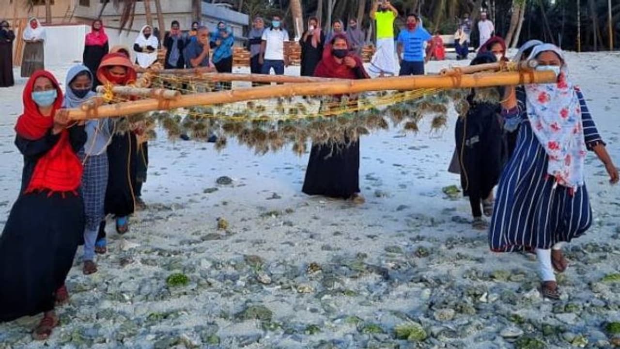 കടൽ പായൽ കൃഷിക്കൊരുങ്ങി ലക്ഷദ്വീപ്, പ്രതിവർഷം 30,000 ടൺ കടൽപ്പായൽ, 75 കോടിയുടെ നേട്ടമുണ്ടാക്കാമെന്ന് പഠനം കടൽ പായൽ കൃഷിക്കൊരുങ്ങി ലക്ഷദ്വീപ്, പ്രതിവർഷം 30,000 ടൺ കടൽപ്പായൽ, 75 കോടിയുടെ നേട്ടമുണ്ടാക്കാമെന്ന് പഠനം