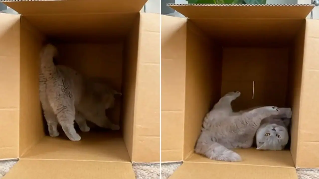 Viral video: Cat walking into cardboard box gains massive 11.6 million views