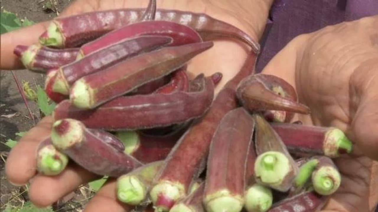 ചുവന്ന വെണ്ട വളര്ത്തി കര്ഷകന്, സാധാരണ വെണ്ടയേക്കാൾ ഗുണനിലവാരം, പോഷകപ്രദം? വിലയും അഞ്ചിരട്ടി ചുവന്ന വെണ്ട വളര്ത്തി കര്ഷകന്, സാധാരണ വെണ്ടയേക്കാൾ ഗുണനിലവാരം, പോഷകപ്രദം? വിലയും അഞ്ചിരട്ടി