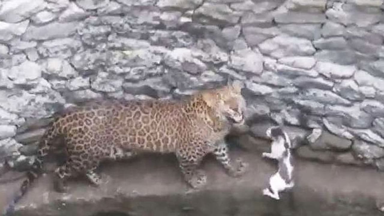 Watch leopard and cat's nail biting face off; find out who wins