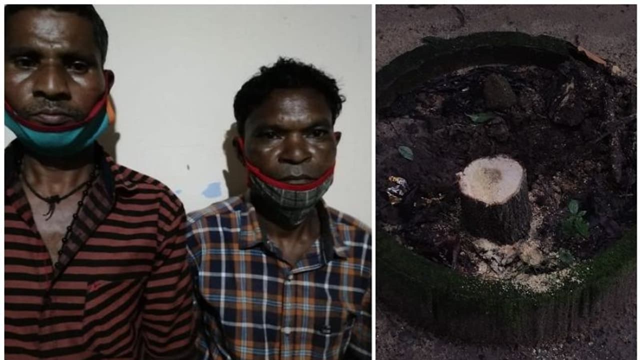 കളക്ട്രേറ്റ് വളപ്പിലെ ചന്ദന മരം മോഷണം: പ്രതികളെ തിരിച്ചറിഞ്ഞു കളക്ട്രേറ്റ് വളപ്പിലെ ചന്ദന മരം മോഷണം: പ്രതികളെ തിരിച്ചറിഞ്ഞു