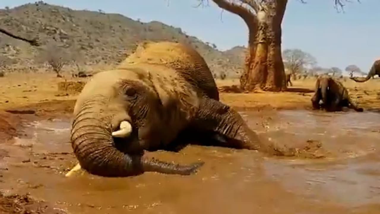 Elephant playing in muddy pool will make your day; watch the video