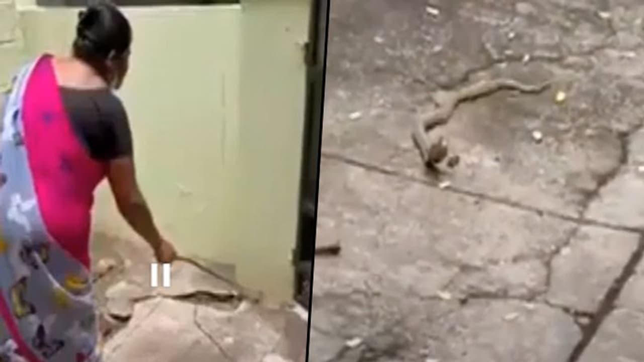 'വീട്ടിലേയ്ക്ക് ഇനി വരരുത്'; പാമ്പിനെ സ്നേഹത്തോടെ ഉപദേശിക്കുന്ന സ്ത്രീ; വൈറലായി വീഡിയോ