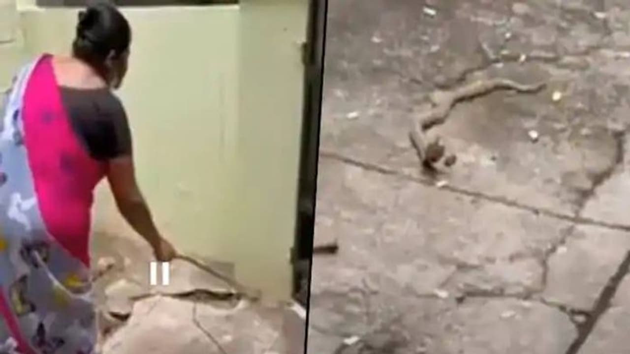 ദയവായി പോയിത്തരണം, വീട്ടിലെത്തിയ കുഞ്ഞിമൂർഖനോട് സ്നേഹത്തോടെ അഭ്യർത്ഥിച്ച് സ്ത്രീ, വീഡിയോ