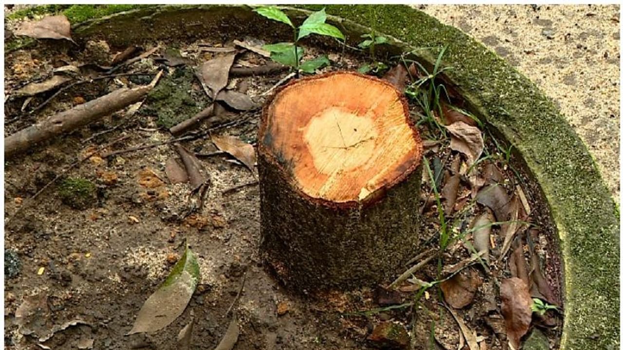 ചന്ദനമരം മുറിച്ചത് യന്ത്രവാൾ ഉപയോഗിച്ച്, തടി ജീപ്പിൽ വീട്ടിലേക്ക് കൊണ്ടുപോയി; പ്രതികളുമായി തെളിവെടുപ്പ് ചന്ദനമരം മുറിച്ചത് യന്ത്രവാൾ ഉപയോഗിച്ച്, തടി ജീപ്പിൽ വീട്ടിലേക്ക് കൊണ്ടുപോയി; പ്രതികളുമായി തെളിവെടുപ്പ്