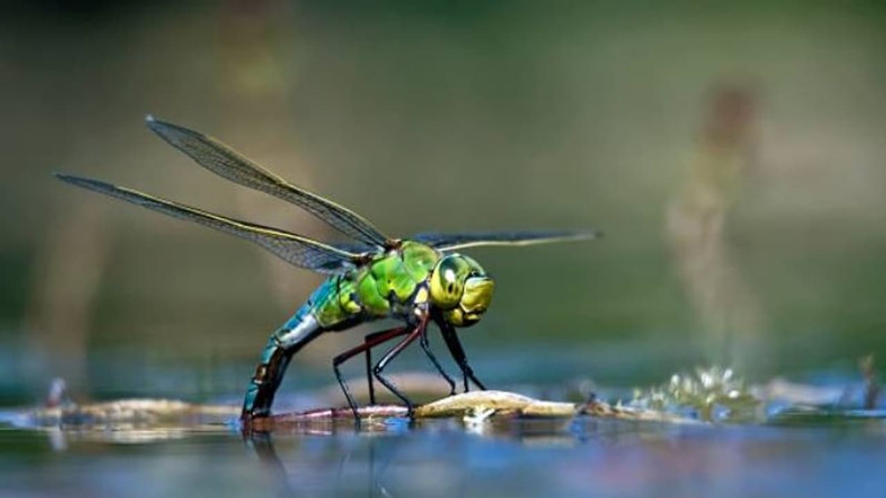 താപനില കൂടുന്നു, ബ്രിട്ടണിലും അയർലൻഡിലും തുമ്പികൾ വടക്കോട്ട് നീങ്ങുന്നു, നൽകുന്ന സൂചനയെന്ത്? താപനില കൂടുന്നു, ബ്രിട്ടണിലും അയർലൻഡിലും തുമ്പികൾ വടക്കോട്ട് നീങ്ങുന്നു, നൽകുന്ന സൂചനയെന്ത്?