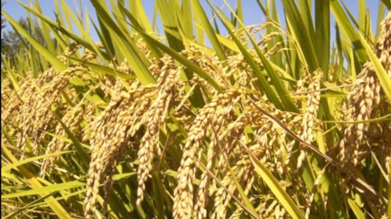 Egypt turns to India for wheat supply as Russia Ukraine war disrupts supply