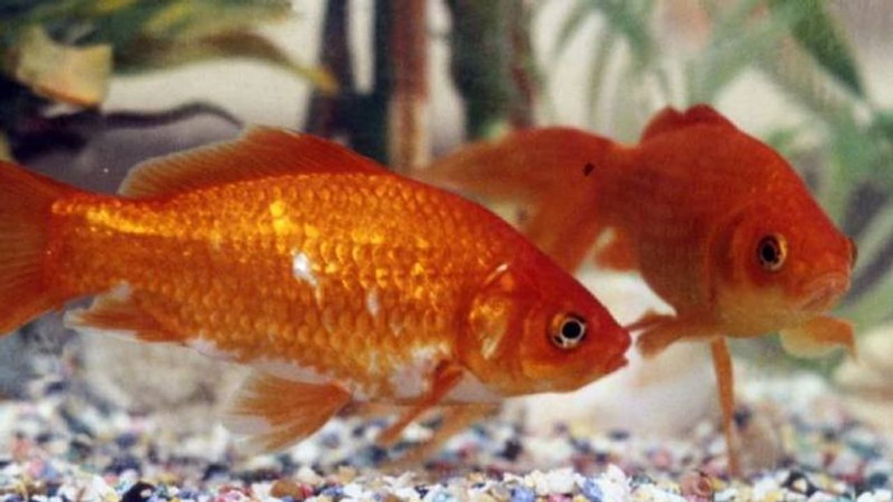 എല്ലാ ജീവികൾക്കും അവകാശങ്ങളുണ്ട്, ഗോൾഡ്ഫിഷുകളെ സമ്മാനമായി നൽകുന്നത് ക്രൂരത, നിരോധിക്കാനൊരുങ്ങി ബ്രിസ്റ്റൽ എല്ലാ ജീവികൾക്കും അവകാശങ്ങളുണ്ട്, ഗോൾഡ്ഫിഷുകളെ സമ്മാനമായി നൽകുന്നത് ക്രൂരത, നിരോധിക്കാനൊരുങ്ങി ബ്രിസ്റ്റൽ