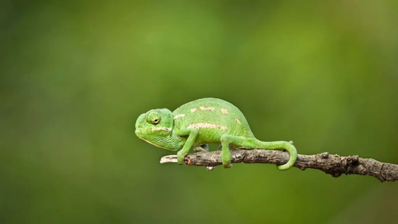 South Korean researchers claim to create colour changing artificial 'skin'