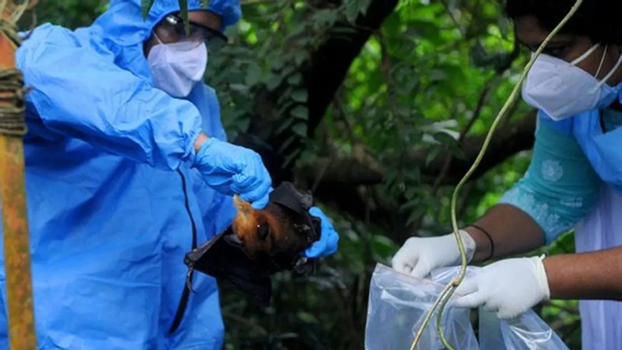 നിപ: കോഴിക്കോട് ജാഗ്രത തുടരുന്നു; രോഗ ഉറവിടം കണ്ടെത്താനുള്ള ശ്രമം ഊർജ്ജിതം, വവ്വാലുകളെ നിരീക്ഷിക്കും നിപ: കോഴിക്കോട് ജാഗ്രത തുടരുന്നു; രോഗ ഉറവിടം കണ്ടെത്താനുള്ള ശ്രമം ഊർജ്ജിതം, വവ്വാലുകളെ നിരീക്ഷിക്കും