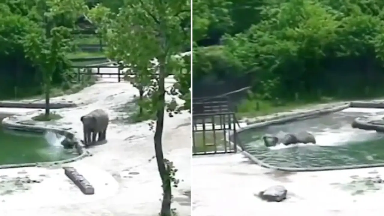 Baby elephant falls into water hole; what happens next will leave you in awe