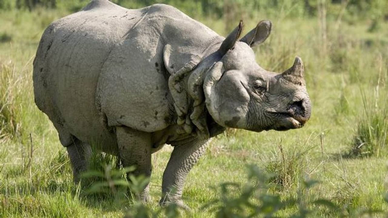 മൃ​ഗശാലയിൽ കൂട് തകർത്ത് പുറത്തിറങ്ങി കാണ്ടാമൃ​ഗം, ജീവനും കൊണ്ടോടി സന്ദർശകർ