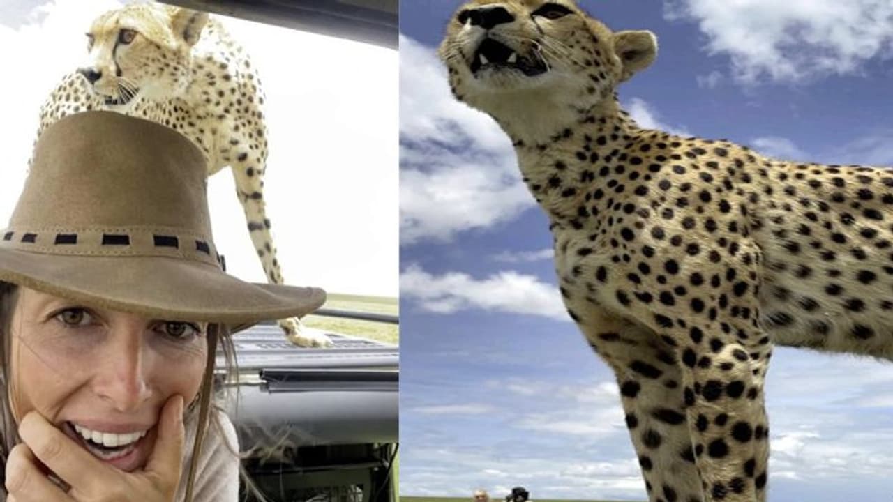 വാഹനത്തില്‍ ചാടിക്കയറി ചീറ്റപ്പുലി; സെല്‍ഫിയെടുത്ത് യുവതി; വീഡിയോ വൈറല്‍