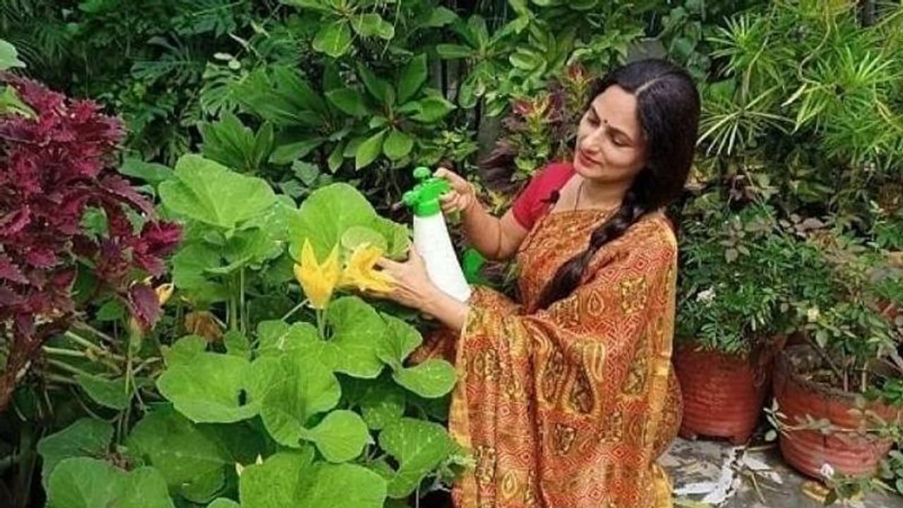 വീട്ടിലെ ടെറസിൽ 700 ലധികം ചെടികൾ, പൂക്കളും പഴങ്ങളും പക്ഷികളുമുള്ള കുഞ്ഞുവനം തന്നെ വീട്ടിലെ ടെറസിൽ 700 ലധികം ചെടികൾ, പൂക്കളും പഴങ്ങളും പക്ഷികളുമുള്ള കുഞ്ഞുവനം തന്നെ