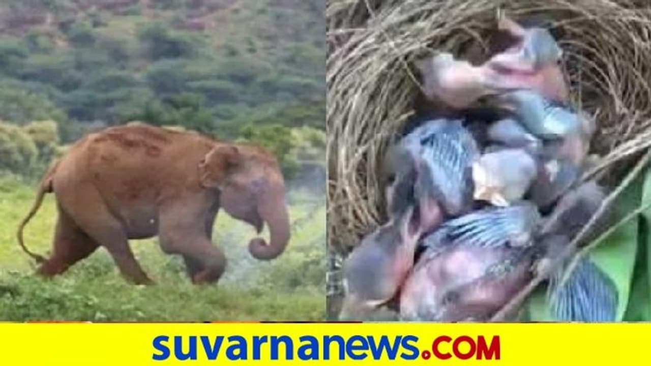 Video: ಇಡೀ ಬಾಳೆ ತೋಟ ನಾಶ ಮಾಡಿದ್ರೂ, ಪುಟ್ಟ ಹಕ್ಕಿಗಳ ಗೂಡಿದ್ದ ಒಂದು ಗಿಡ ಬಿಟ್ಟ ಆನೆ! Video: ಇಡೀ ಬಾಳೆ ತೋಟ ನಾಶ ಮಾಡಿದ್ರೂ, ಪುಟ್ಟ ಹಕ್ಕಿಗಳ ಗೂಡಿದ್ದ ಒಂದು ಗಿಡ ಬಿಟ್ಟ ಆನೆ!