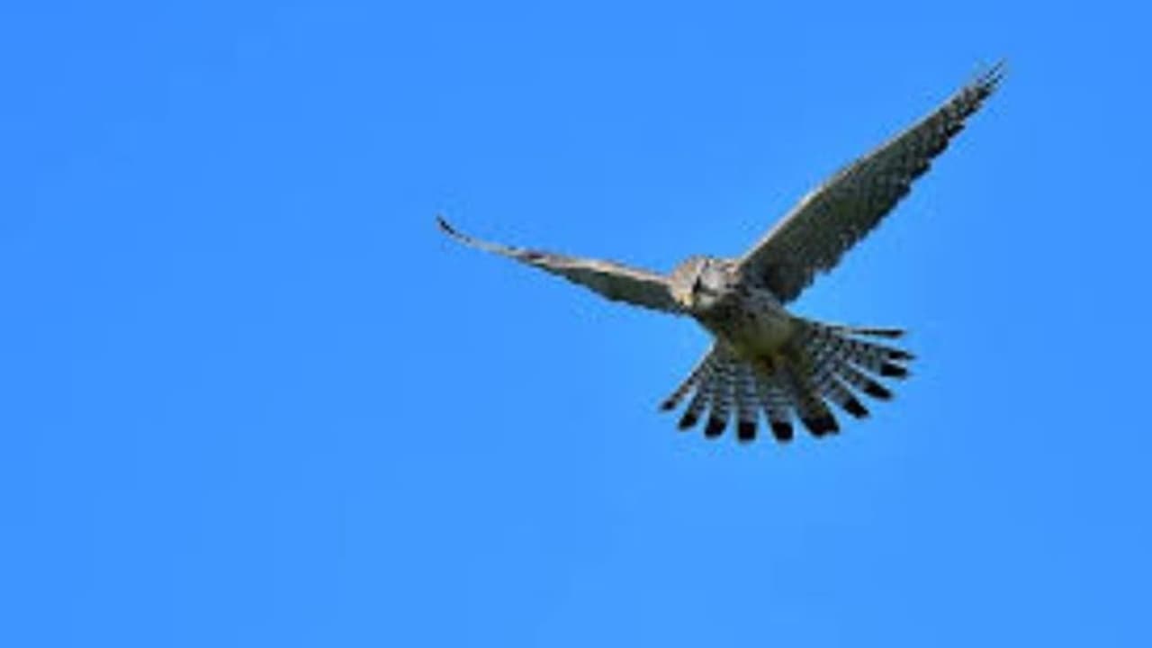 Hawk Attack : പരുന്ത് കാരണം കുടചൂടി മാത്രം പുറത്തിറങ്ങുന്ന നാട്ടുകാർ, ഒടുവിൽ ആന്റണിയെത്തി, പിടികൂടി... Hawk Attack : പരുന്ത് കാരണം കുടചൂടി മാത്രം പുറത്തിറങ്ങുന്ന നാട്ടുകാർ, ഒടുവിൽ ആന്റണിയെത്തി, പിടികൂടി...