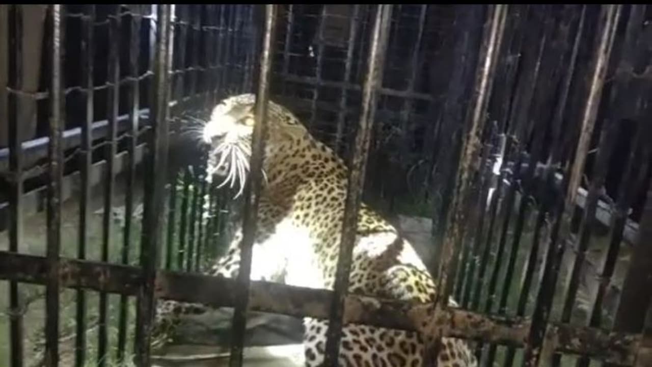 మెదక్: గాండ్రిస్తూ పైపైకి... బోనులో చిక్కిన చిరుతపులి (వీడియో) మెదక్: గాండ్రిస్తూ పైపైకి... బోనులో చిక్కిన చిరుతపులి (వీడియో)