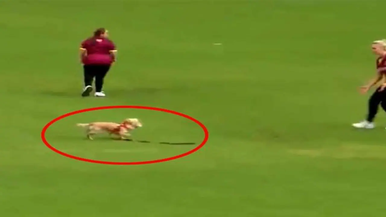 बीच मैदान पर फील्डिंग करने पहुंचा डॉगी, मुंह में गेंद को दबाकर फील्डरों को जमकर दौड़ाया बीच मैदान पर फील्डिंग करने पहुंचा डॉगी, मुंह में गेंद को दबाकर फील्डरों को जमकर दौड़ाया