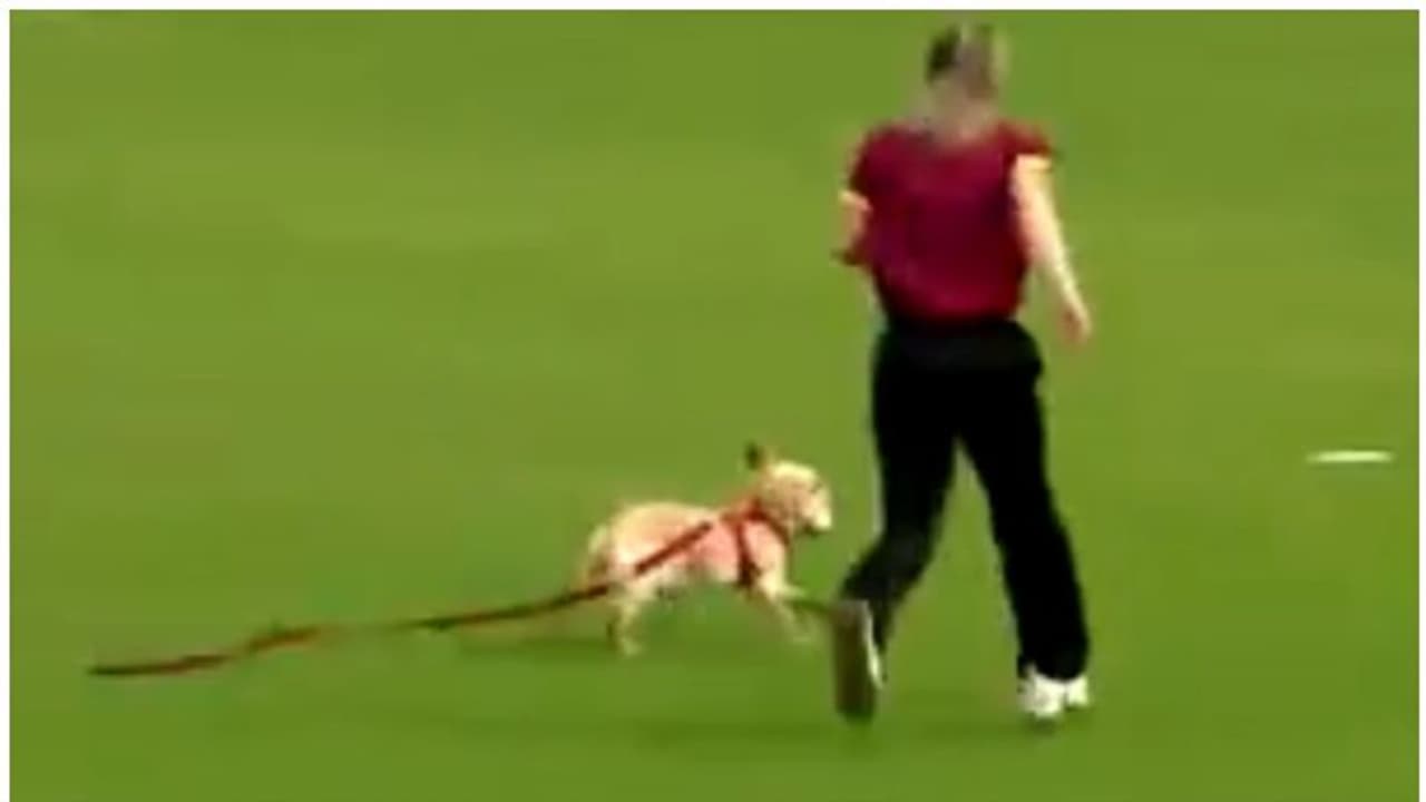 మహిళల టీ20 మ్యాచ్ జరుగుతుండగా గ్రౌండ్లోకి క్యూట్ డాగ్.. బంతితో పరుగులు.. వీడియో ఇదే మహిళల టీ20 మ్యాచ్ జరుగుతుండగా గ్రౌండ్లోకి క్యూట్ డాగ్.. బంతితో పరుగులు.. వీడియో ఇదే