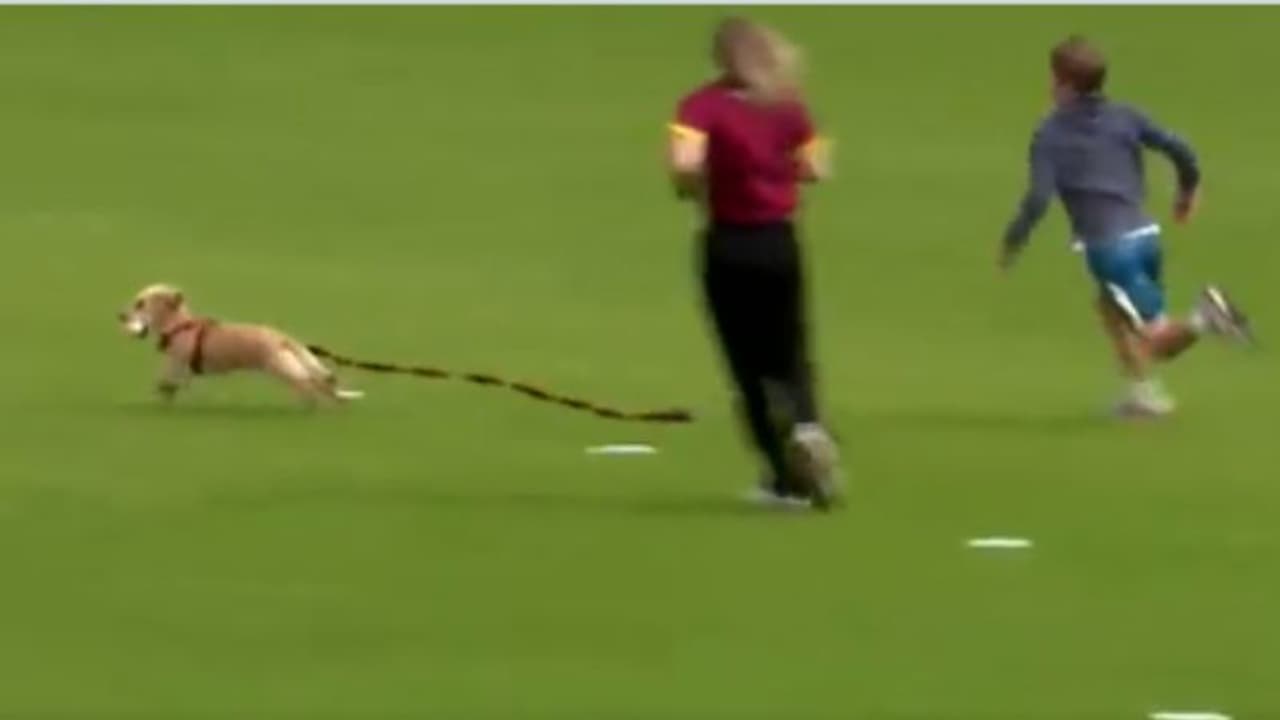 ക്രിക്കറ്റ് കളിക്കാനിറങ്ങി നായ! വീഡിയോ വൈറല്; ഗംഭീര ഫീല്ഡറെന്ന് പ്രശംസ ക്രിക്കറ്റ് കളിക്കാനിറങ്ങി നായ! വീഡിയോ വൈറല്; ഗംഭീര ഫീല്ഡറെന്ന് പ്രശംസ