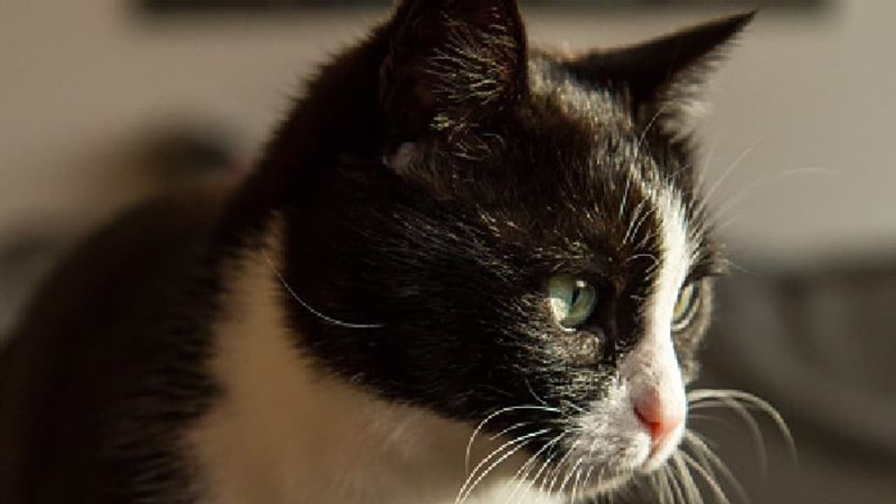 বিড়াল রাস্তা কাটলে গাড়ি কেন দাঁড়ায় জানেন, কুসংস্কার নয়, রয়েছে অন্য কারণ বিড়াল রাস্তা কাটলে গাড়ি কেন দাঁড়ায় জানেন, কুসংস্কার নয়, রয়েছে অন্য কারণ