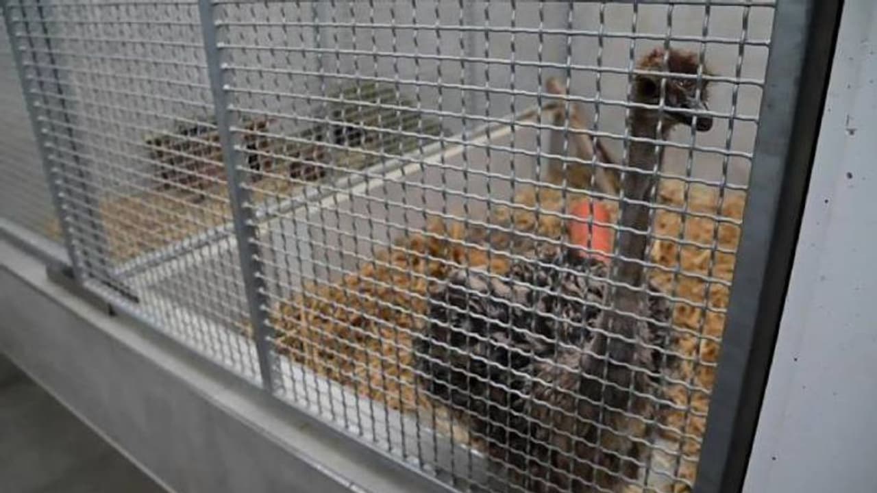 ഒരു ഒട്ടകപ്പക്ഷിയെ കളഞ്ഞുകിട്ടിയിട്ടുണ്ട്, ഉടമ വന്ന് കൊണ്ടുപോകണമെന്ന് മൃഗ സംരക്ഷണകേന്ദ്രം ഒരു ഒട്ടകപ്പക്ഷിയെ കളഞ്ഞുകിട്ടിയിട്ടുണ്ട്, ഉടമ വന്ന് കൊണ്ടുപോകണമെന്ന് മൃഗ സംരക്ഷണകേന്ദ്രം