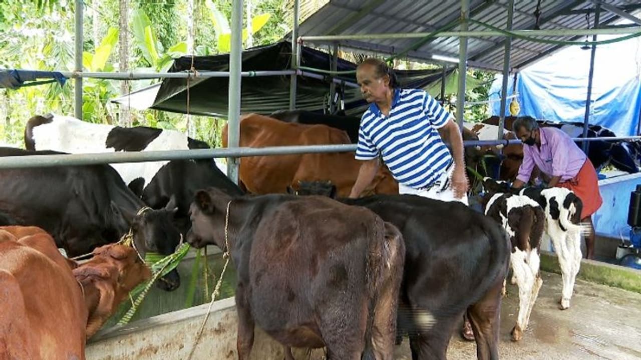 എൺപതാം വയസ്സിലും പരിപാലിക്കുന്നത് 18 പശുക്കളെ, വാർധക്യത്തിലും തളരാതെ ഈ മുൻ സൈനികൻ എൺപതാം വയസ്സിലും പരിപാലിക്കുന്നത് 18 പശുക്കളെ, വാർധക്യത്തിലും തളരാതെ ഈ മുൻ സൈനികൻ