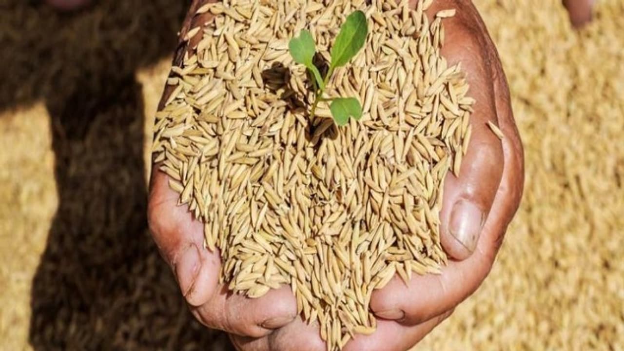  ಮುಂಗಾರು ಹಂಗಾಮಿನ ಬೆಳೆಗೆ ವಿಮೆ ಮಾಡಿಸಿ: ಪೂಜಾ