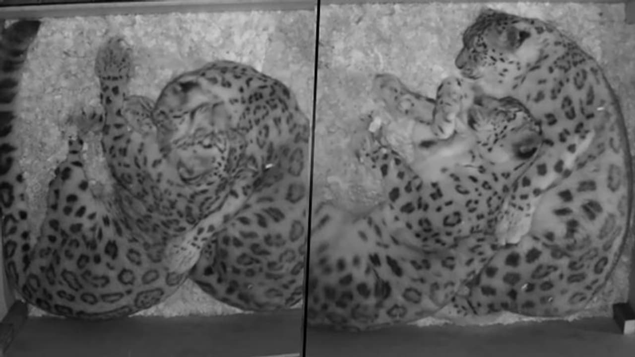 Snow leopard couple cuddles while relaxing; watch viral video Snow leopard couple cuddles while relaxing; watch viral video