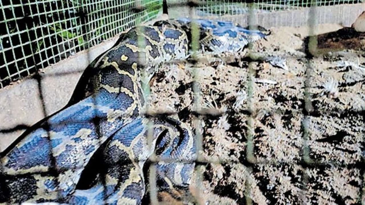 കോഴിയെ പിടിക്കാനായി കൂട്ടില് കയറി; എട്ടടി നീളമുള്ള പെരുമ്പാമ്പ് കുടുങ്ങി കോഴിയെ പിടിക്കാനായി കൂട്ടില് കയറി; എട്ടടി നീളമുള്ള പെരുമ്പാമ്പ് കുടുങ്ങി