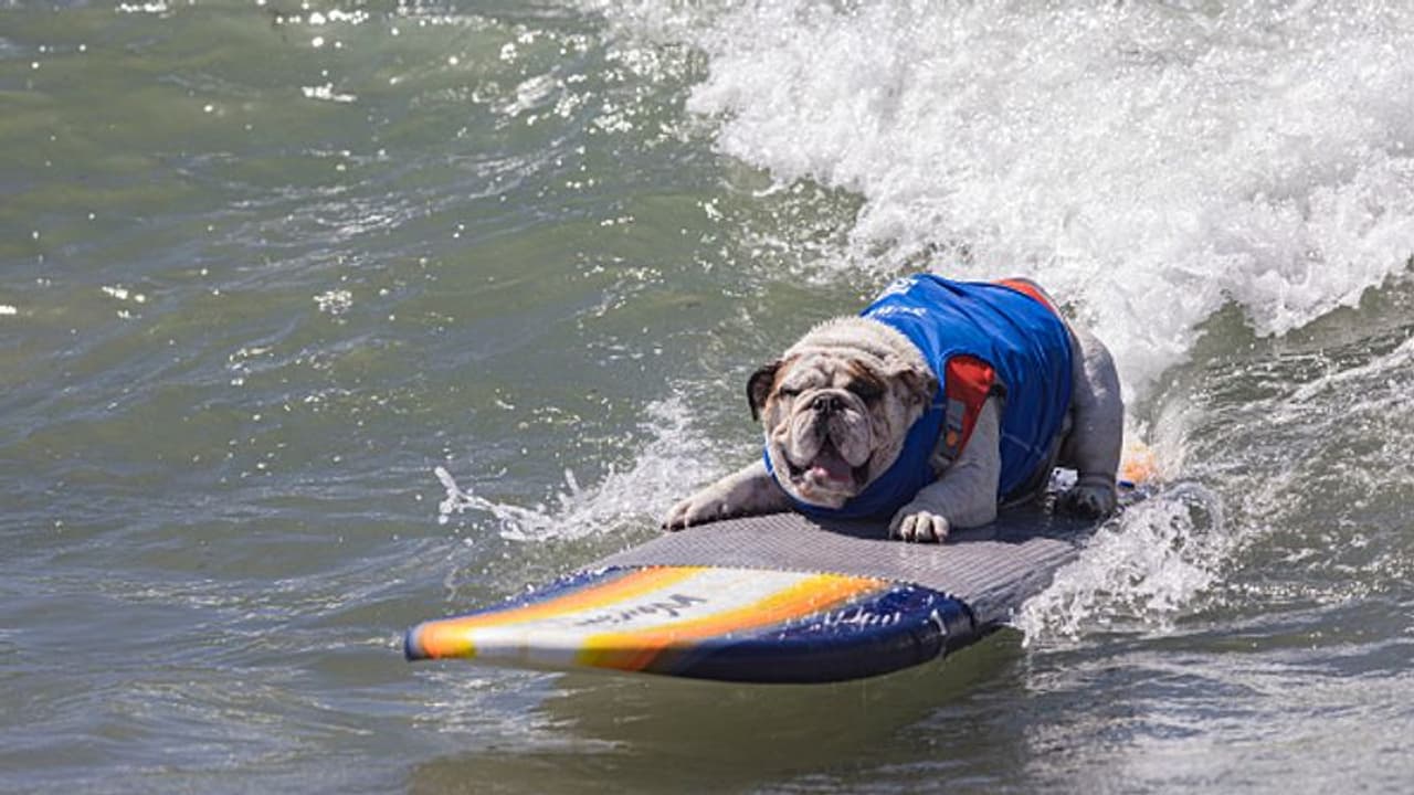 लग्जरियस लाइफ जीते हैं यहां के डॉगः कुत्तों के DNA टेस्ट पर इस देश के लोगों ने खर्चे 104 बिलियन डॉलर