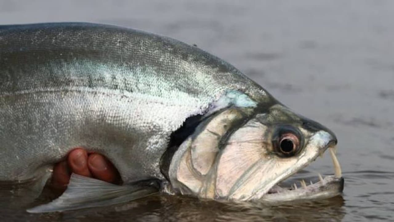 'രക്തരക്ഷസെ'ന്ന് അറിയപ്പെടുന്ന മത്സ്യം, മനുഷ്യരുടെ രക്തമൂറ്റുമോ വാംപയർ മത്സ്യം? പുതിയ ചില കണ്ടെത്തലുകൾ