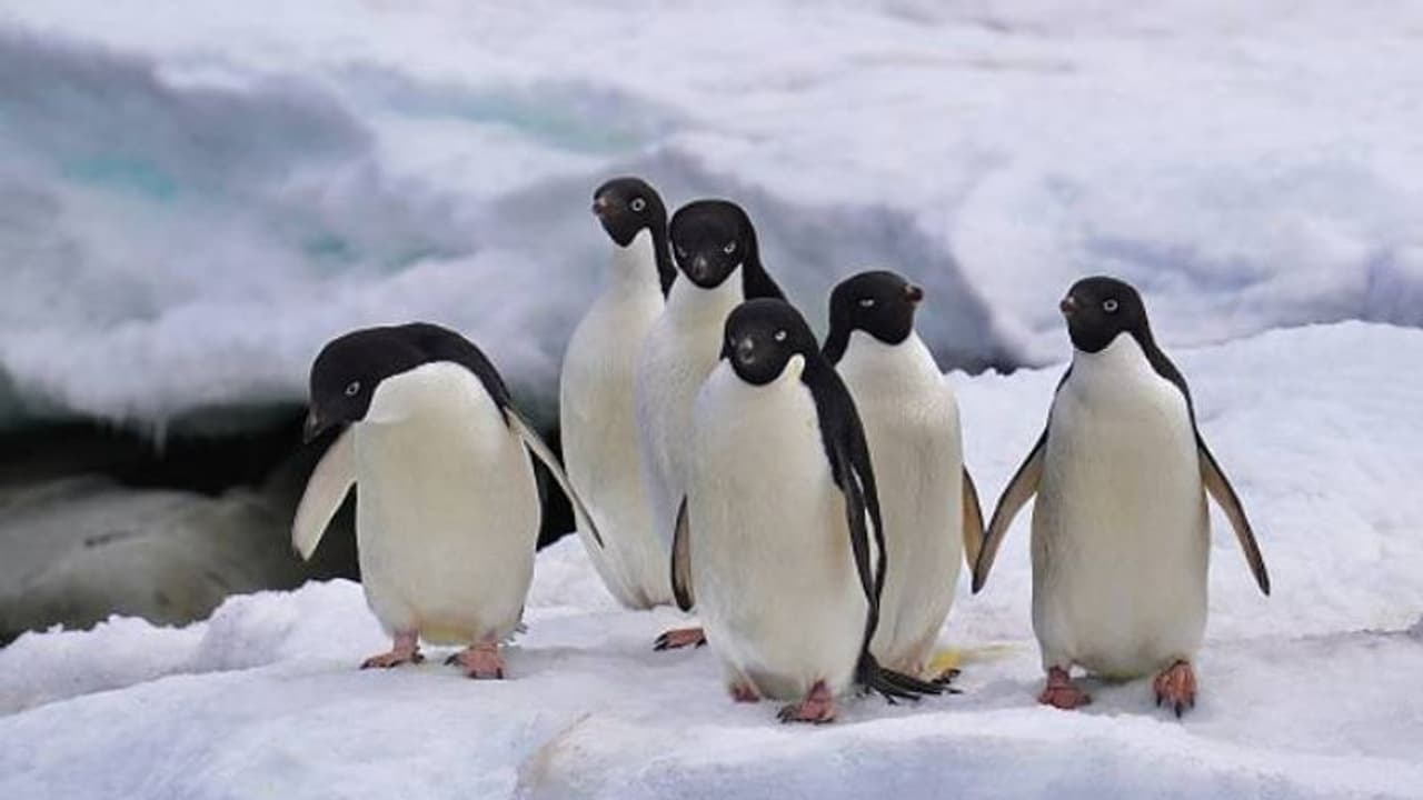 പെൻ​ഗ്വിനുകൾ അന്യ​ഗ്രഹ ജീവികളാണോ? പുതിയ സംശയം പ്രകടിപ്പിച്ച് ഒരുകൂട്ടം ​ഗവേഷകർ, കാരണം...