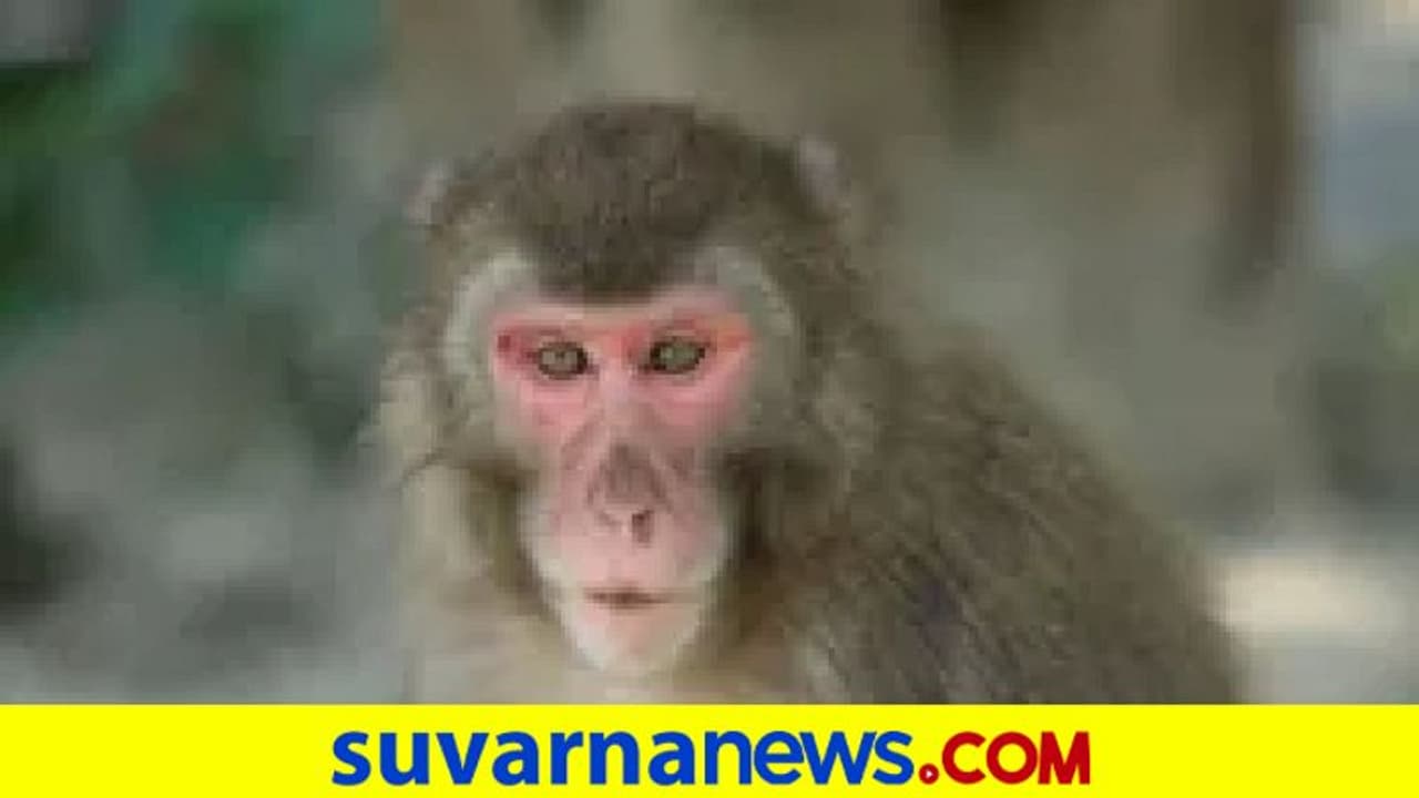 Uttara Kannada ಒಂಟಿ ಮರ್ಕಟನ ಕಾಟ, ಜನರಿಗೆ ಪ್ರಾಣ ಸಂಕಟ!