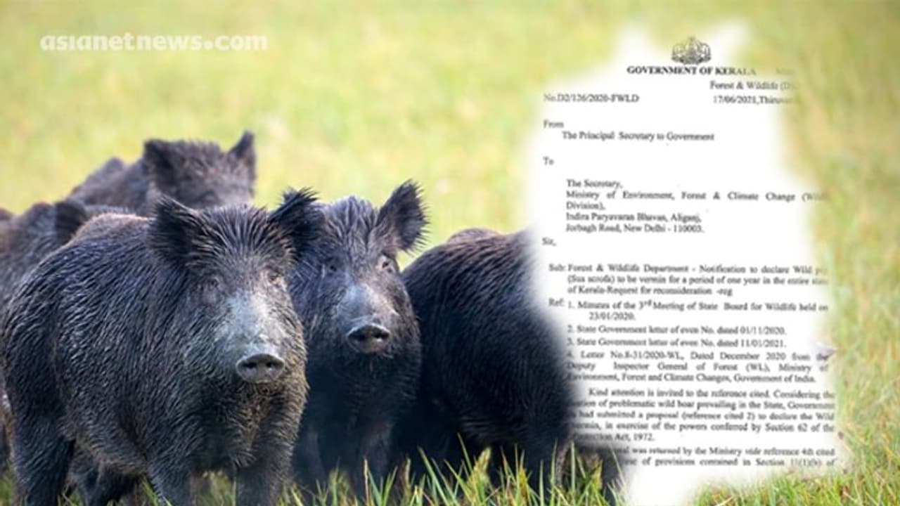 കാട്ടുപന്നിക്ക് ക്ഷുദ്രജീവി പദവി; കേരളാ വനം വകുപ്പ് ഒളിച്ചു കളിക്കുന്നതായി കര്ഷക സംഘടന കാട്ടുപന്നിക്ക് ക്ഷുദ്രജീവി പദവി; കേരളാ വനം വകുപ്പ് ഒളിച്ചു കളിക്കുന്നതായി കര്ഷക സംഘടന