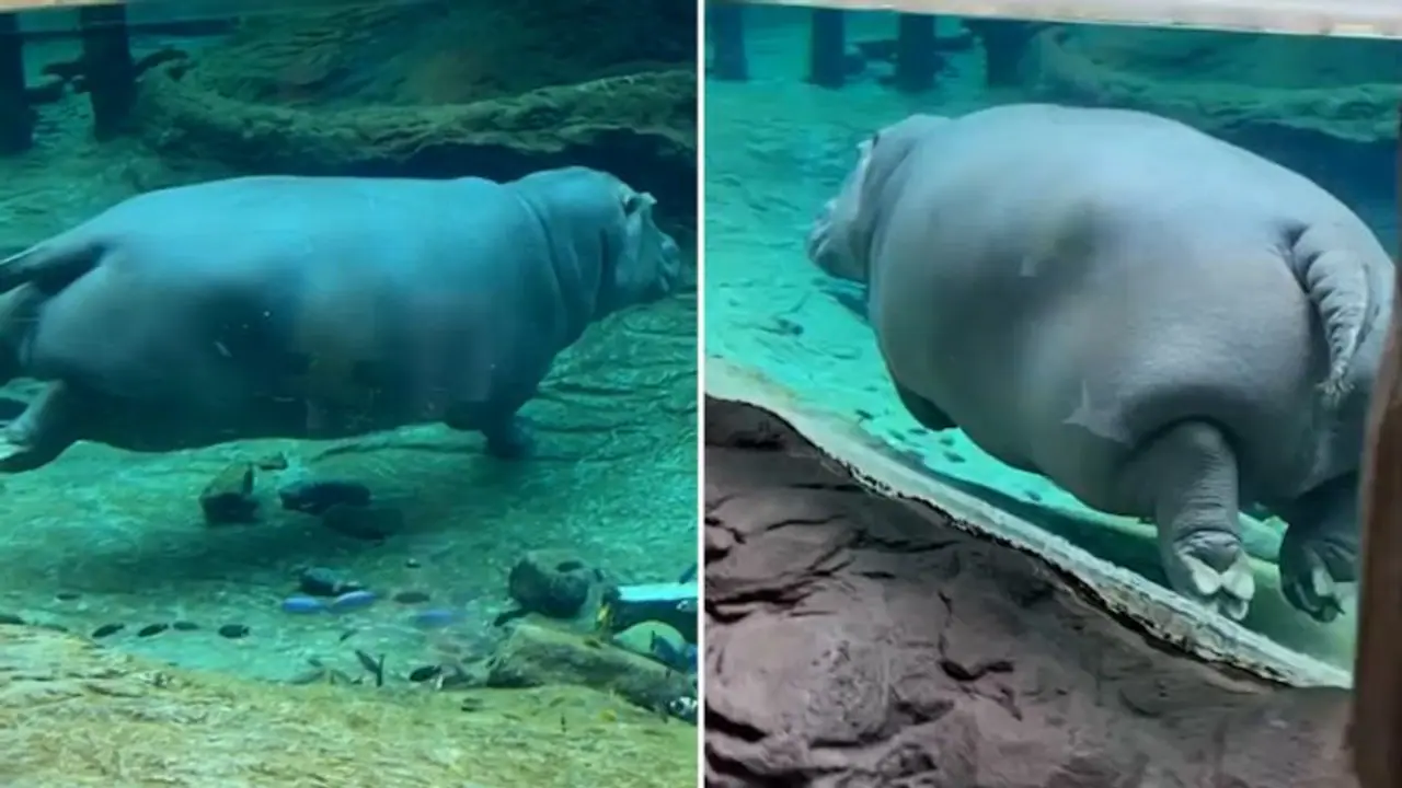 Adorable video of hippo swimming has gathers over 43 million views; watch video