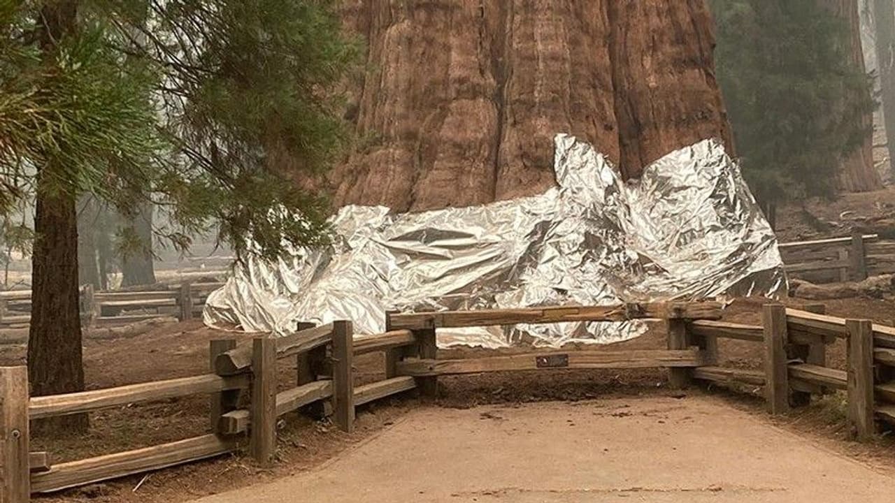 കൊടുങ്കാറ്റായി കാട്ടുതീ;ലോകത്തെ ഏറ്റവും വലിയ വൃക്ഷങ്ങളെ തീപിടിക്കാത്ത പുതപ്പു കൊണ്ട് മൂടുന്നു