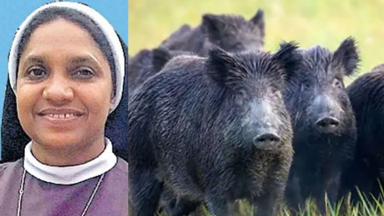 കാട്ടുപന്നിയെ കൊല്ലാന് ഹൈക്കോടതി അനുമതി ലഭിച്ചവരില് കന്യാസ്ത്രീയും കാട്ടുപന്നിയെ കൊല്ലാന് ഹൈക്കോടതി അനുമതി ലഭിച്ചവരില് കന്യാസ്ത്രീയും