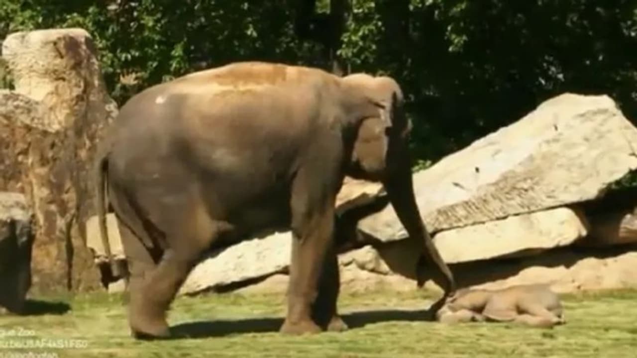 എന്തൊരു ഉറക്കം! കുട്ടിയാനയെ എഴുന്നേല്പ്പിക്കാന് ശ്രമിക്കുന്ന അമ്മയാന; വീഡിയോ വൈറല് എന്തൊരു ഉറക്കം! കുട്ടിയാനയെ എഴുന്നേല്പ്പിക്കാന് ശ്രമിക്കുന്ന അമ്മയാന; വീഡിയോ വൈറല്