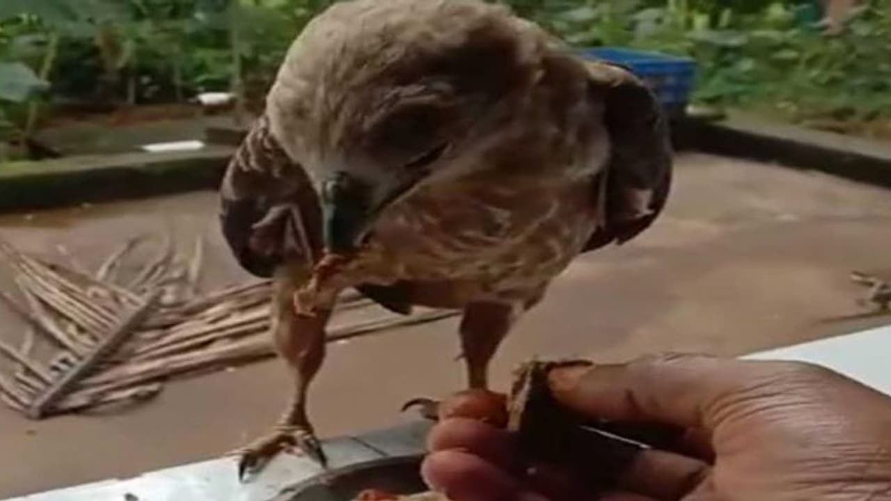 കാക്കക്കൂട്ടം ആക്രമിച്ച പരുന്തിനെ രക്ഷിച്ചു; ഇപ്പോള് ഷാജിയെ തിരിഞ്ഞു 'കൊത്തി' പരുന്ത്! കാക്കക്കൂട്ടം ആക്രമിച്ച പരുന്തിനെ രക്ഷിച്ചു; ഇപ്പോള് ഷാജിയെ തിരിഞ്ഞു 'കൊത്തി' പരുന്ത്!