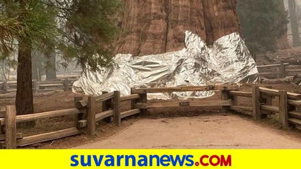 ಕಾಡ್ಗಿಚ್ಚಿನಿಂದ ವಿಶ್ವದ ಬೃಹತ್ ಮರ ರಕ್ಷಿಸಲು ಮರಕ್ಕೆ ಹೊದಿಕೆ! ಕಾಡ್ಗಿಚ್ಚಿನಿಂದ ವಿಶ್ವದ ಬೃಹತ್ ಮರ ರಕ್ಷಿಸಲು ಮರಕ್ಕೆ ಹೊದಿಕೆ!