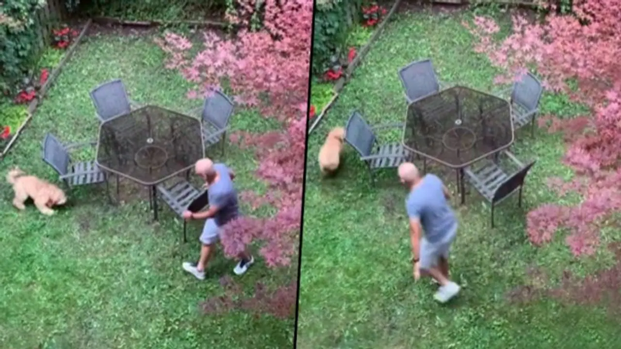 Funny video alert: Naughty dog giving a hard time to his owner; take a look Funny video alert: Naughty dog giving a hard time to his owner; take a look