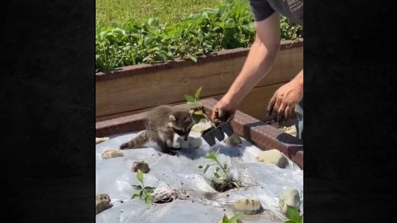 എല്ലായിടത്തും ഉടമയ്ക്ക് കൂട്ടുപോയി സഹായിക്കുന്ന ഒരു കുഞ്ഞ് റാക്കൂൺ, വൈറലായി വീഡിയോ എല്ലായിടത്തും ഉടമയ്ക്ക് കൂട്ടുപോയി സഹായിക്കുന്ന ഒരു കുഞ്ഞ് റാക്കൂൺ, വൈറലായി വീഡിയോ