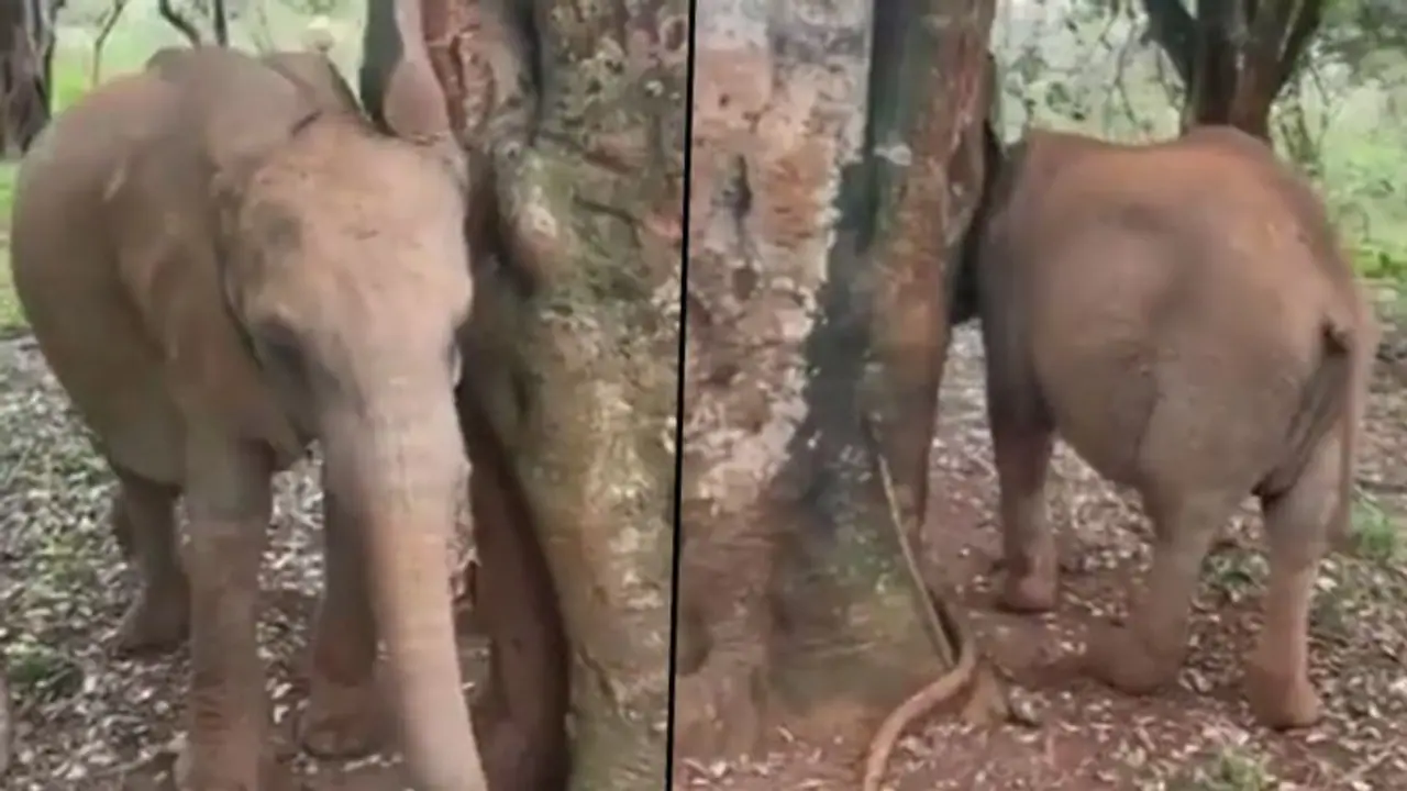 Adorable video of elephant playing peekaboo goes viral