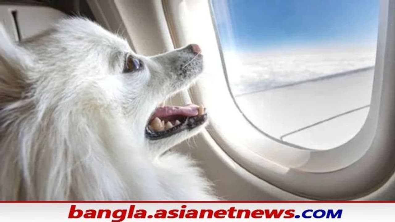 Viral News: একেই বোধহয় বলে পোষ্য প্রেম, সারমেয়র জন্য মাত্র ২ঘণ্টায় খরচ লক্ষাধিক টাকা