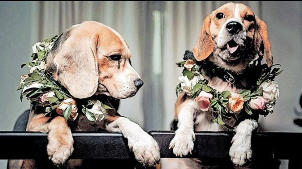 புத்தாடைகள், அழைப்பிதழ் அச்சடித்து நாய்களுக்குத் திருமணம் செய்த உரிமையாளர்கள்: ஹரியானாவில் ஸ்வாரஸ்யம்