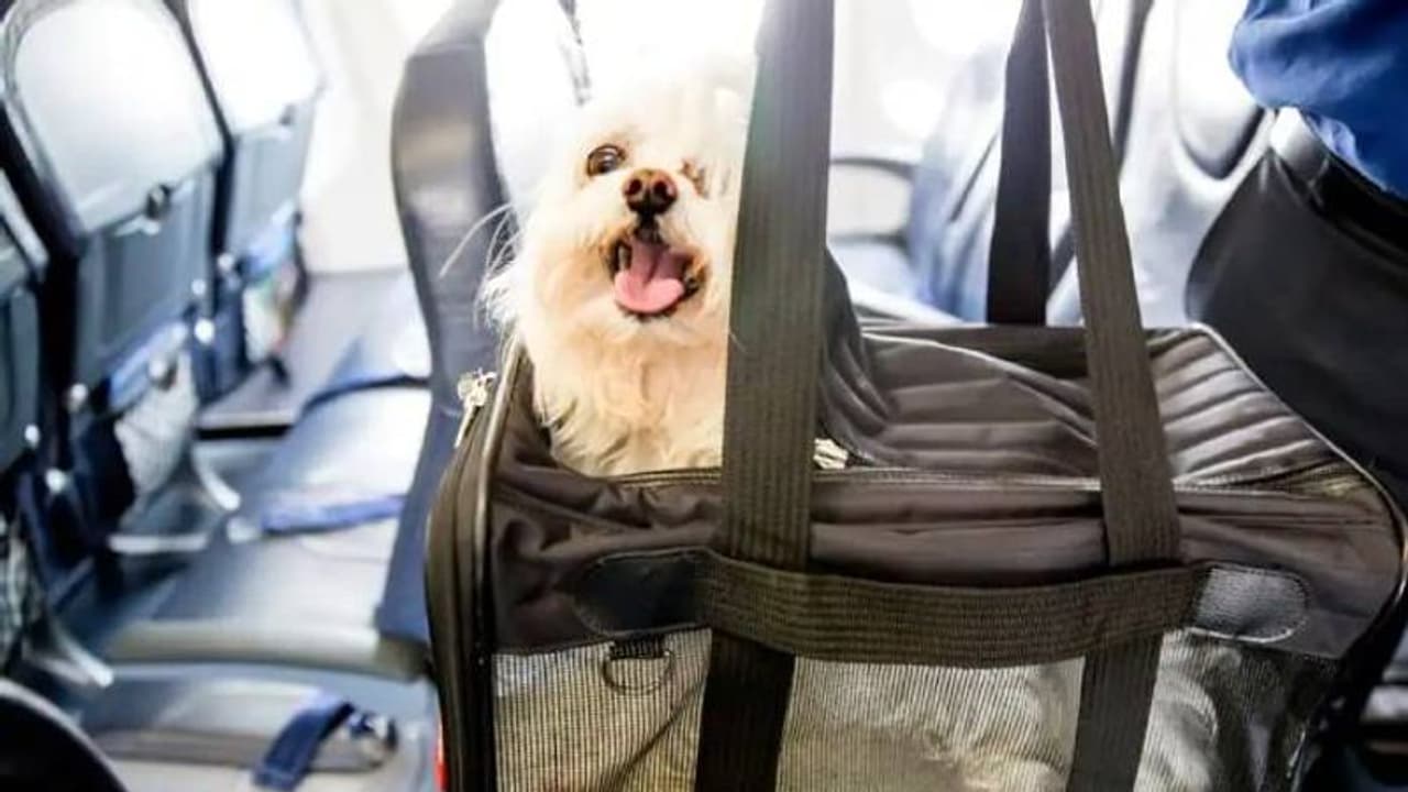 നായയ്ക്ക് യാത്ര ചെയ്യാനായി എയർ ഇന്ത്യയുടെ ബിസിനസ് ക്ലാസ്, ഉടമ ചെലവഴിച്ചത് 2.5 ലക്ഷത്തിലധികം രൂപ നായയ്ക്ക് യാത്ര ചെയ്യാനായി എയർ ഇന്ത്യയുടെ ബിസിനസ് ക്ലാസ്, ഉടമ ചെലവഴിച്ചത് 2.5 ലക്ഷത്തിലധികം രൂപ