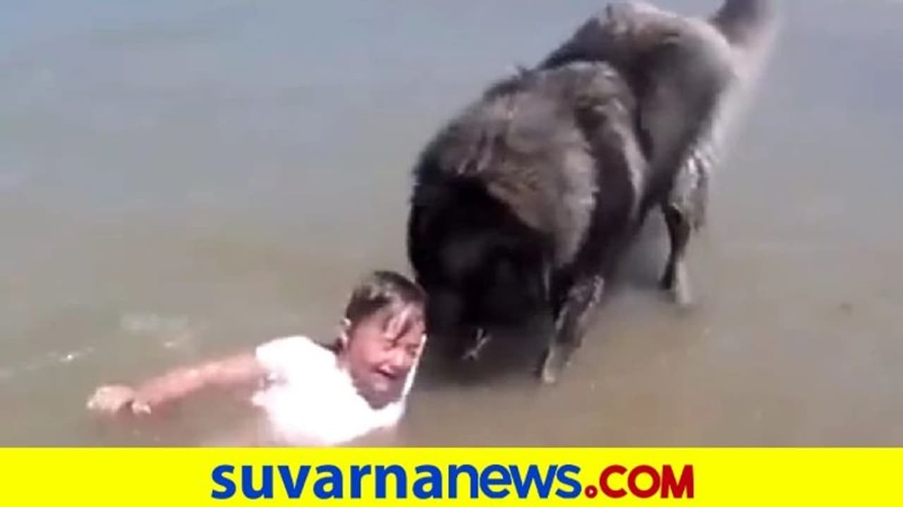 ಸಮುದ್ರದಲ್ಲಿ ಮುಳುಗುತ್ತಿದ್ದ ಮಗುವನ್ನು ರಕ್ಷಿಸಿದ ನಾಯಿ, ಪ್ರಾಮಾಣಿಕತೆಗಿಲ್ಲ ಸರಿಸಾಟಿ! ಸಮುದ್ರದಲ್ಲಿ ಮುಳುಗುತ್ತಿದ್ದ ಮಗುವನ್ನು ರಕ್ಷಿಸಿದ ನಾಯಿ, ಪ್ರಾಮಾಣಿಕತೆಗಿಲ್ಲ ಸರಿಸಾಟಿ!