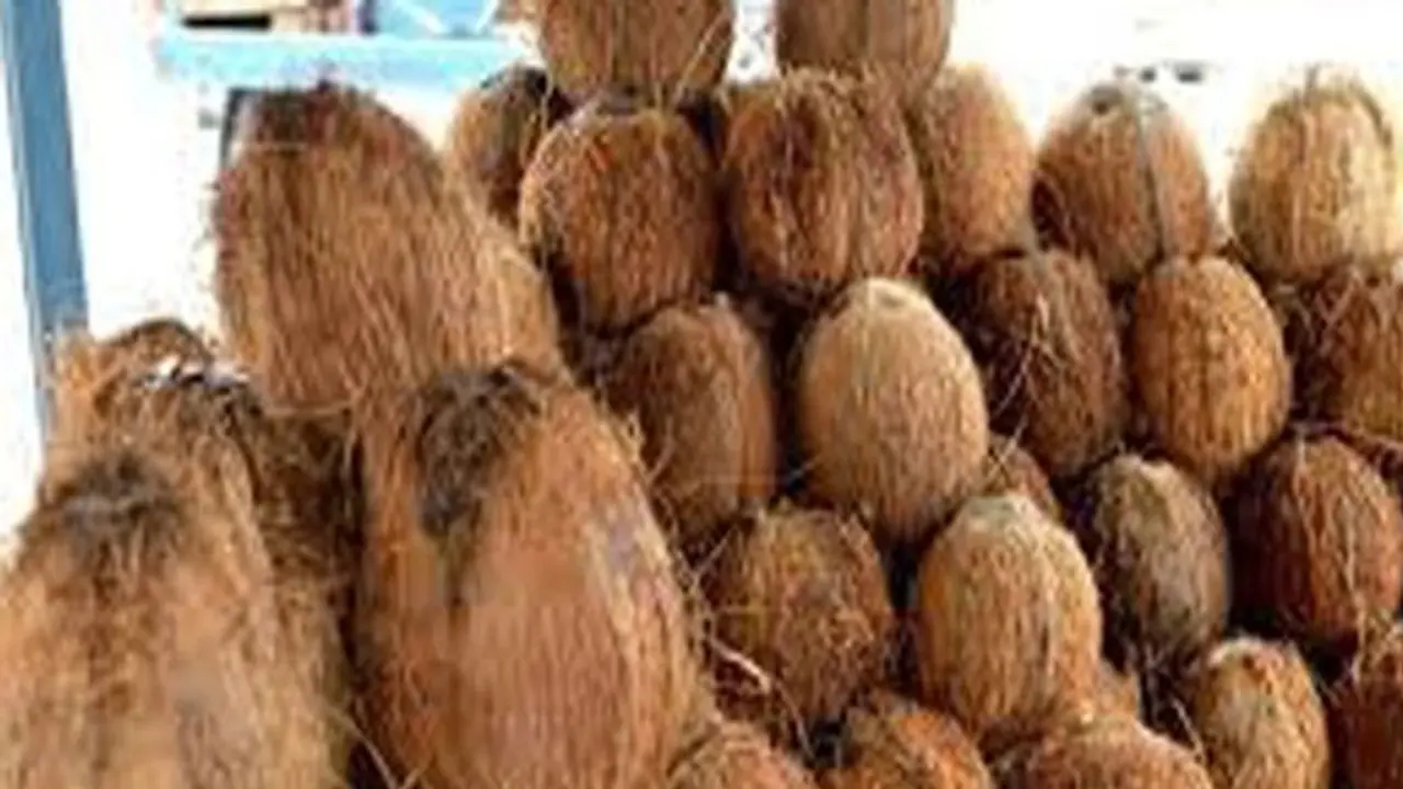 Coconut shell: தலைமுடியை கருமையாக்கும் தேங்காய் மட்டை: எப்படித் தெரியுமா?