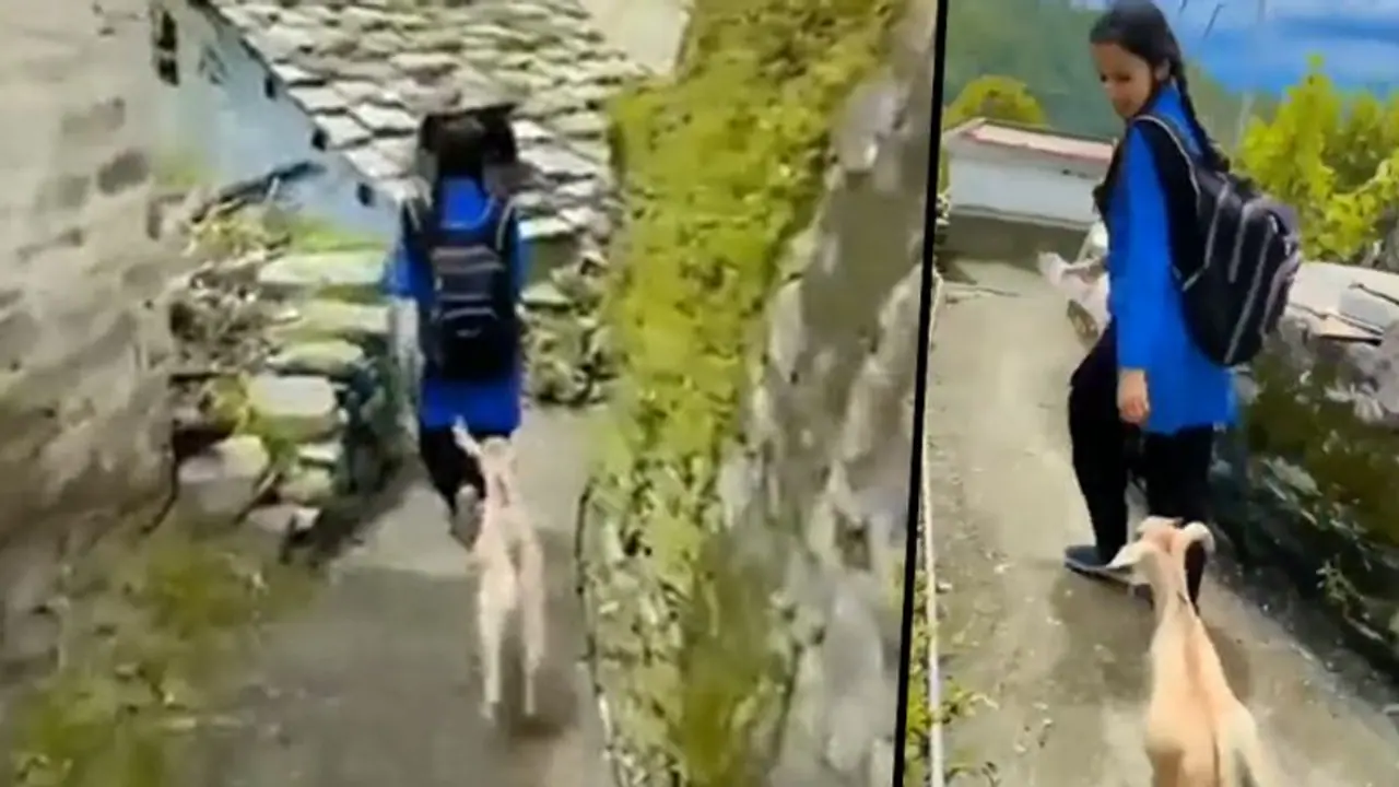 Goat follows young girl while going to school; watch adorable video
